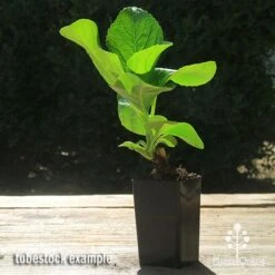 Hydrangea Assorted -GARDEN Shop apo hydrangea macrophylla tubestock