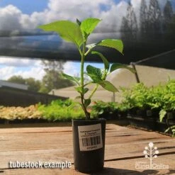 Hydrangea President R Touchard -GARDEN Shop apo hydrangea touchard tubestock