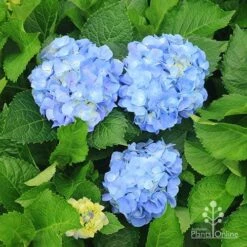 Hydrangea Assorted -GARDEN Shop apo hydrangeas nursery