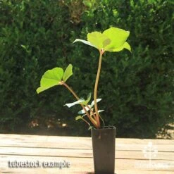 Hellebore Ice Breaker Max - Winter Rose -GARDEN Shop apo icebreaker max hellebore tubestock 1