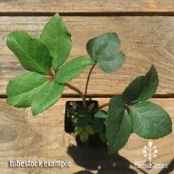 Hellebore Ice Breaker Max - Winter Rose -GARDEN Shop apo icebreaker max hellebore tubestock top