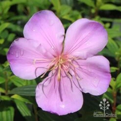 Tibouchina Illusion 30 Tibouchina Illusion -GARDEN Shop apo illusion pink