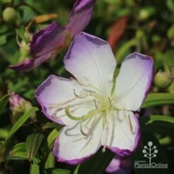 Tibouchina Illusion 26 Tibouchina Illusion -GARDEN Shop apo illusion tibouchina sunshine