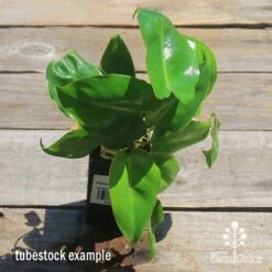 Philodendron Imbe -GARDEN Shop apo imbe philodendron tubestock top