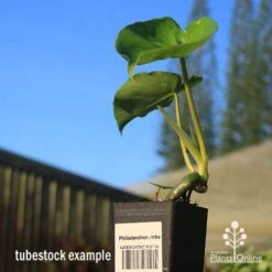 Philodendron Imbe -GARDEN Shop apo imbe tubestock blue sky