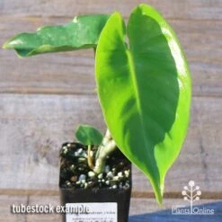 Philodendron Imbe -GARDEN Shop apo imbe tubestock fresh leaf