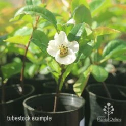 Chaenomeles Nivalis - Japanese Quince -GARDEN Shop apo japanese quince nivalis