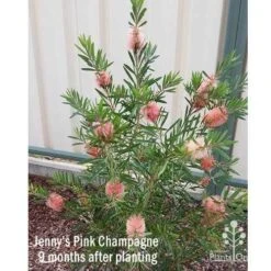 Callistemon Pink Champagne 19 Callistemon Pink Champagne -GARDEN Shop apo jennys pink champagne