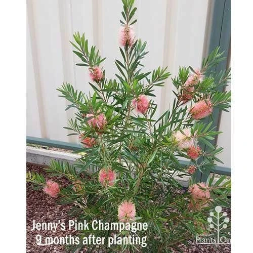 Callistemon Pink Champagne 7 Callistemon Pink Champagne - Image 7