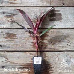 Cordyline Fruticosa John Klass Red 12 Cordyline Fruticosa John Klass Red -GARDEN Shop apo jkr tubestock