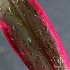 Cordyline Fruticosa John Klass Red 14 Cordyline Fruticosa John Klass Red -GARDEN Shop apo john klass leaf colour