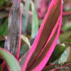 Cordyline Fruticosa John Klass Red 11 Cordyline Fruticosa John Klass Red -GARDEN Shop apo john klass red leaf