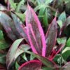 Cordyline Fruticosa John Klass Red -GARDEN Shop apo john klass red really pink