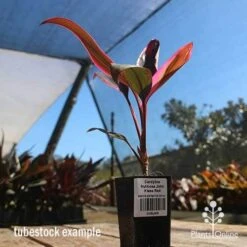 Cordyline Fruticosa John Klass Red 17 Cordyline Fruticosa John Klass Red -GARDEN Shop apo john klass tubestock blue sky