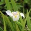 Dietes Tiny Dancer- Wild Iris - 68mm BIGGER Size -GARDEN Shop apo july dietes tiny dancer