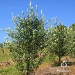 Olive Kalamata -GARDEN Shop apo kalamata olives nursery