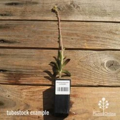 Kalanchoe Tomentosa – Panda Plant - Succulent -GARDEN Shop apo kalanchoe panda plant large size 1