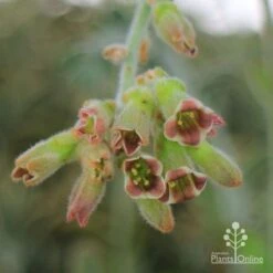 Kalanchoe Tomentosa – Panda Plant - Succulent -GARDEN Shop apo kalanchoe tomentosa flower cluster