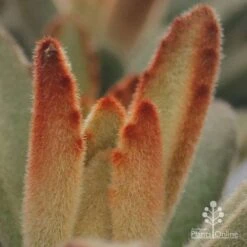 Kalanchoe Tomentosa – Panda Plant - Succulent -GARDEN Shop apo kalanchoe tomentosa furry