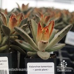 Kalanchoe Tomentosa – Panda Plant - Succulent -GARDEN Shop apo kalanchoe tomentosa tubestock plant