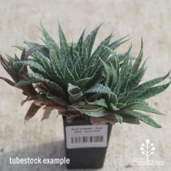 Aloe Aristata - Lace Aloe - Succulent -GARDEN Shop apo lace aloe tubestock side