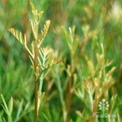 Grevillea Lana Maree -GARDEN Shop apo lana maree gold foliage