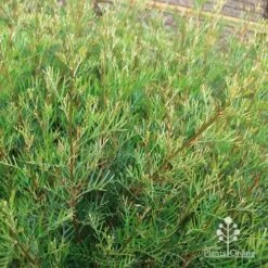Grevillea Lana Maree -GARDEN Shop apo lana maree gold foliage2