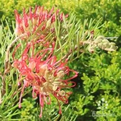 Grevillea Lana Maree -GARDEN Shop apo lana maree grevillea flowers2
