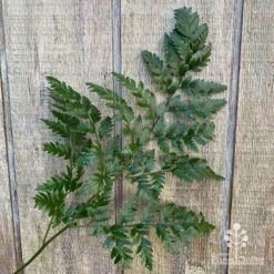 Rumohra Adiantiformis - Leatherleaf Fern -GARDEN Shop apo leather leaf fern