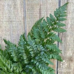 Rumohra Adiantiformis - Leatherleaf Fern -GARDEN Shop apo leatherleaf fern