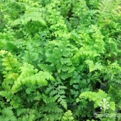 Rumohra Adiantiformis - Leatherleaf Fern -GARDEN Shop apo leatherleaf fern foliage 1