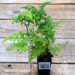 Rumohra Adiantiformis - Leatherleaf Fern -GARDEN Shop apo leatherleaf fern tubestock