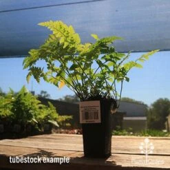 Rumohra Adiantiformis - Leatherleaf Fern -GARDEN Shop apo leatherleaf rumohra tubestock large