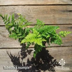 Rumohra Adiantiformis - Leatherleaf Fern -GARDEN Shop apo leatherleaf rumohra tubestock large top
