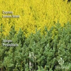 Cupressus Lemon Scent - Lemon Cypress -GARDEN Shop apo lemon cypress juniper pyramidalis