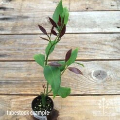 Citrus - Lemon Lisbon -GARDEN Shop apo lemon lisbon tubestock new leaf colour