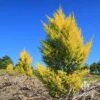 Cupressus Lemon Scent - Lemon Cypress -GARDEN Shop apo lemon scent plantings nursery