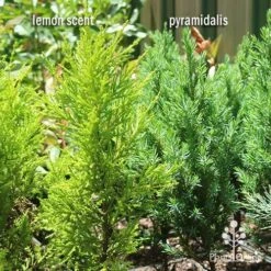 Cupressus Lemon Scent - Lemon Cypress -GARDEN Shop apo lemon scent pyramidalis compare 1