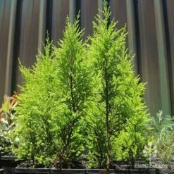 Cupressus Lemon Scent - Lemon Cypress -GARDEN Shop apo lemon scent small trees
