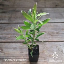 Leucadendron Gold Strike -GARDEN Shop apo leucadendron gold strike tubestock2