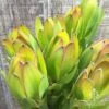 Leucadendron Gold Strike -GARDEN Shop apo leucadendron goldstrike flowers