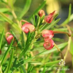 Grevillea Liliane -GARDEN Shop apo liliane flower close