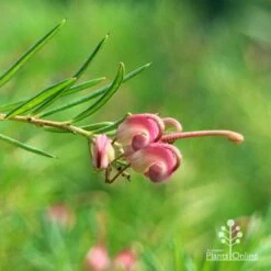 Grevillea Liliane -GARDEN Shop apo liliane flower closeup