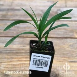 Liriope Amethyst -GARDEN Shop apo liriope amethyst tubestock