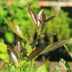 Citrus - Lemon Lisbon -GARDEN Shop apo lisbon lemon new leaf colour