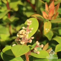 Metrosideros Little Ewan - Dwarf NZ Christmas Bush -GARDEN Shop apo little ewan buds new leaf