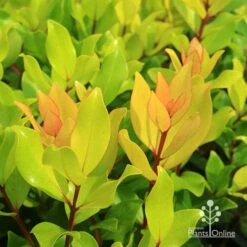 Metrosideros Little Ewan - Dwarf NZ Christmas Bush -GARDEN Shop apo little ewan leaf colour
