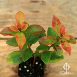 Metrosideros Little Ewan - Dwarf NZ Christmas Bush -GARDEN Shop apo little ewan leaf colour september
