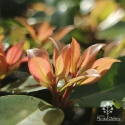Metrosideros Little Ewan - Dwarf NZ Christmas Bush -GARDEN Shop apo little ewan new leaf backlit