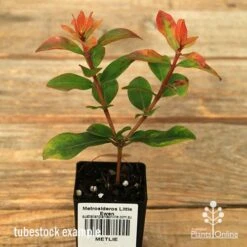 Metrosideros Little Ewan - Dwarf NZ Christmas Bush -GARDEN Shop apo little ewan tubestock september